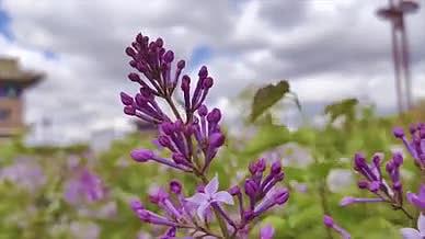 2k高清拍摄紫色白色花卉植物迎风摇摆视频的预览图